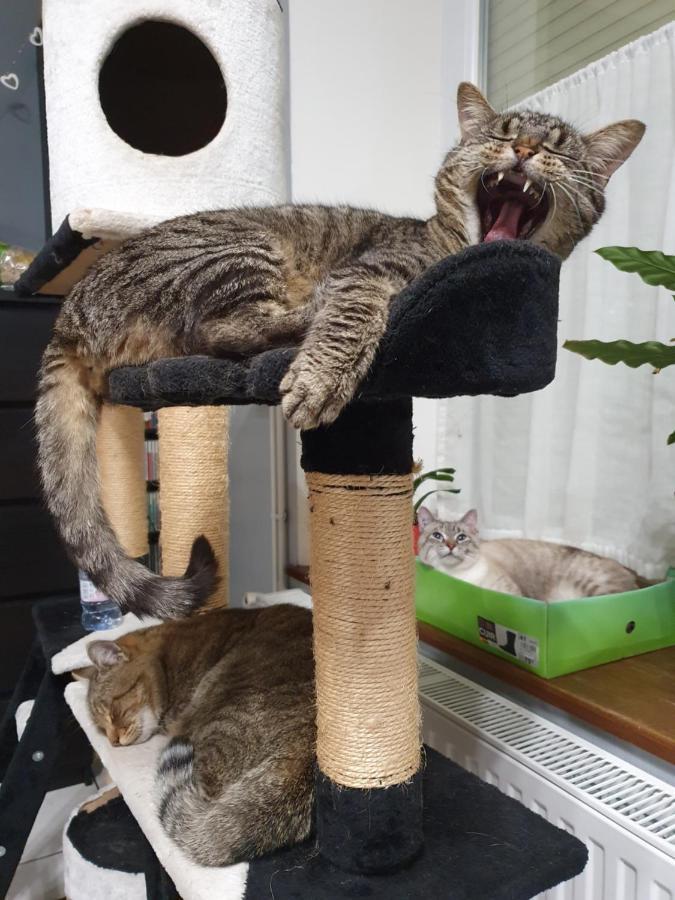 Duplex Swimming Cats Hotel Saint-Hilaire-sur-Helpe Luaran gambar