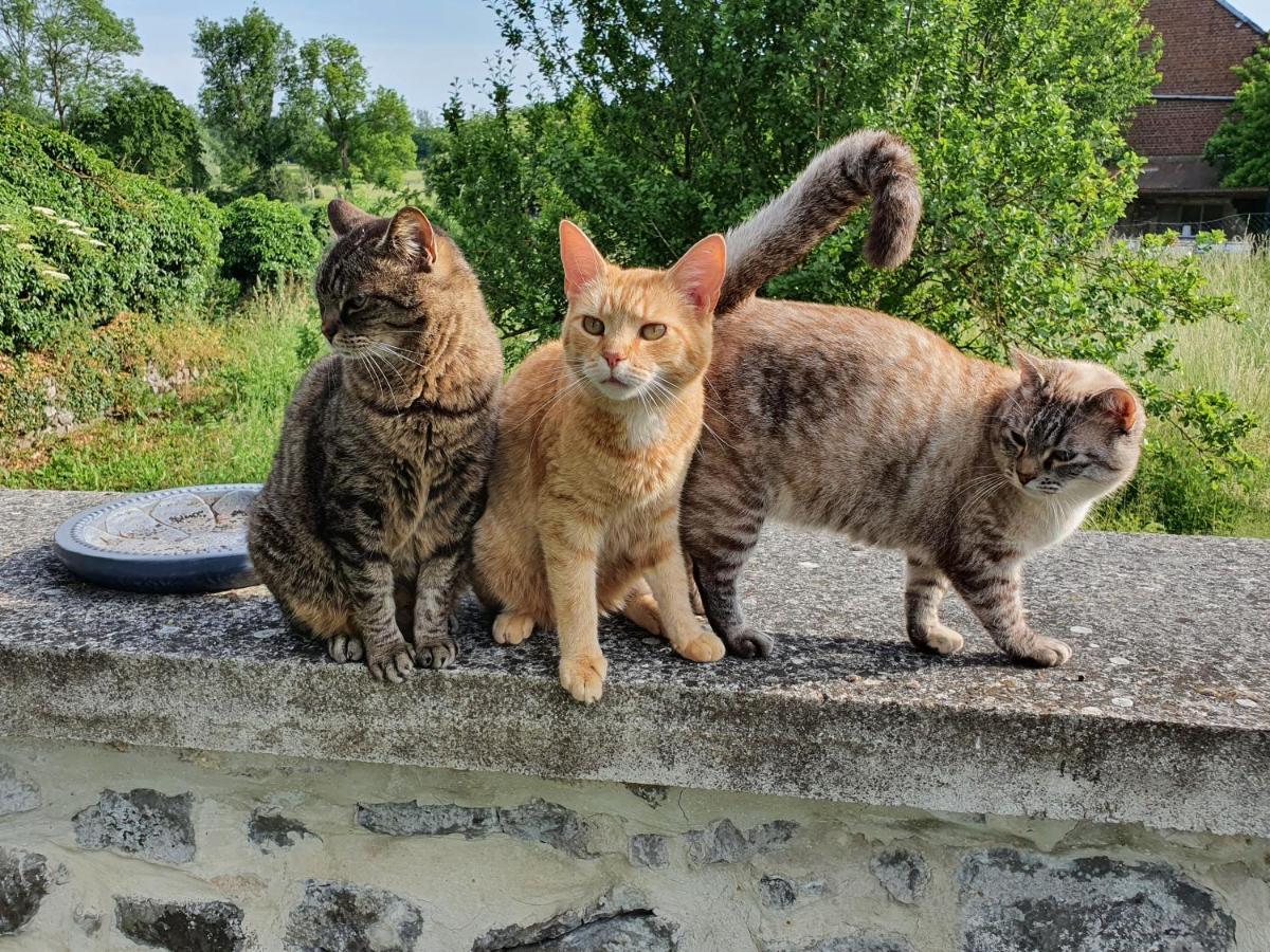 Duplex Swimming Cats Hotel Saint-Hilaire-sur-Helpe Luaran gambar