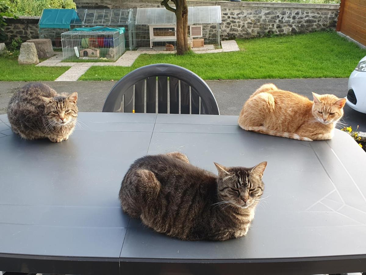 Duplex Swimming Cats Hotel Saint-Hilaire-sur-Helpe Luaran gambar