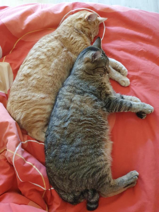 Duplex Swimming Cats Hotel Saint-Hilaire-sur-Helpe Luaran gambar