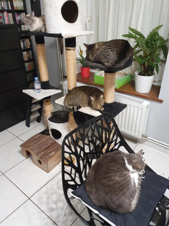 Duplex Swimming Cats Hotel Saint-Hilaire-sur-Helpe Luaran gambar