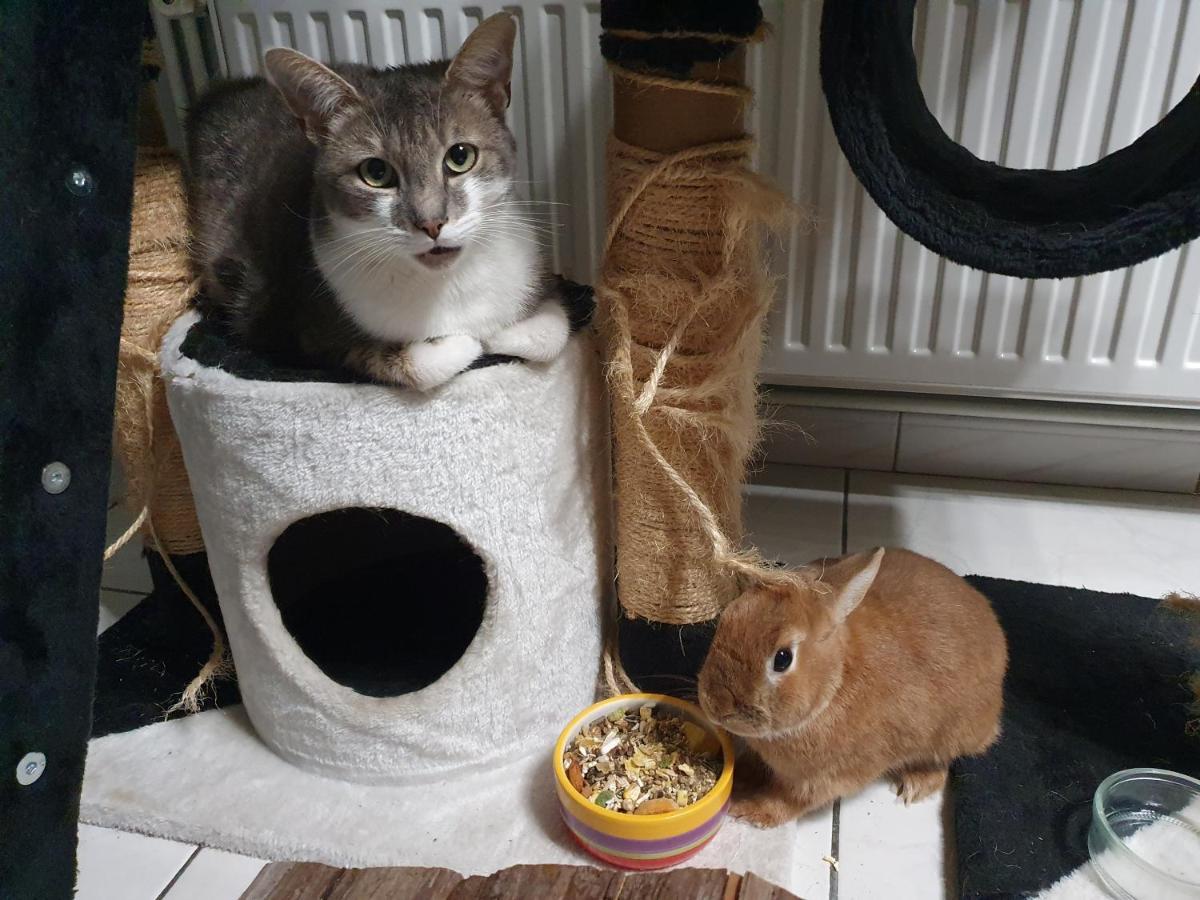 Duplex Swimming Cats Hotel Saint-Hilaire-sur-Helpe Luaran gambar